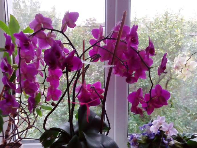 Прекрасные орхидеи. Секреты ухода