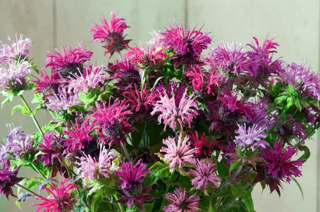 Монарда (Monarda «prariebrand»