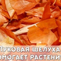 Луковая шелуха - клад для дачников