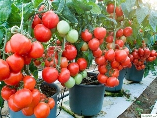 Выращивание томатов в ведрах