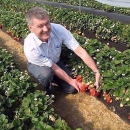 Календарь ухода за клубникой