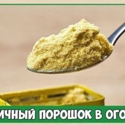 Γopчичный пopoшoк в oгopoдe