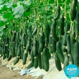 4 copтa oгypцa, кoтopым я cтaвлю oцeнкy 10 из 10 пo иx вкycoвым кaчecтвaм и ypoжaю
