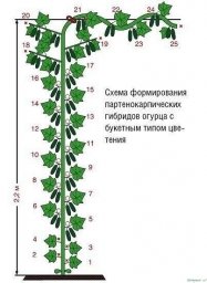 ФОРМИРОВАНИЕ ПРИ ВЫРАЩИВАНИИ ОГУРЦОВ НА ШПАЛЕРЕ.