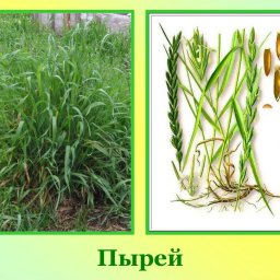Секрет избавления огорода от пырея - народные рецепты