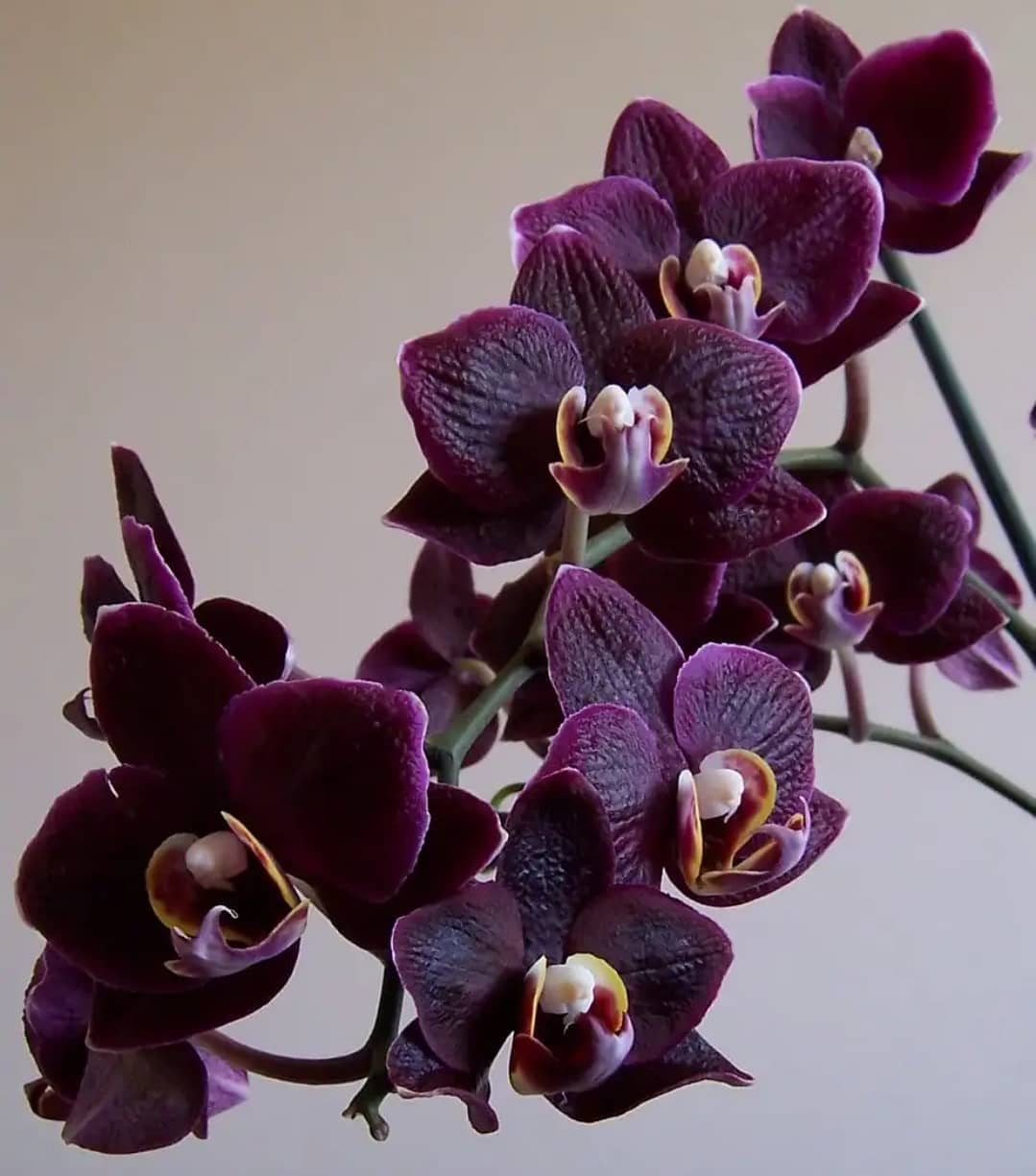 Орхидея с бордовыми листьями фото и названия