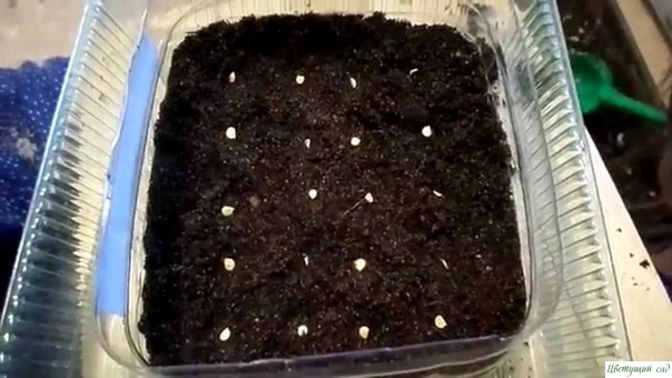 Как правильно подготовить семена сладкого перца к высадке