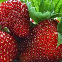 Уход за клубникой после сбора урожая.