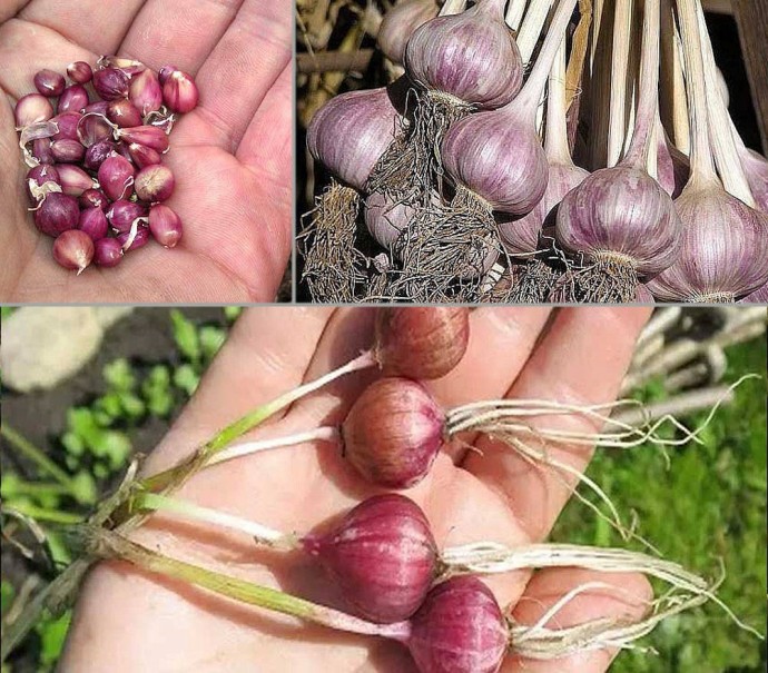 Правила выращивания чеснока в открытом грунте: особенности посадки ...