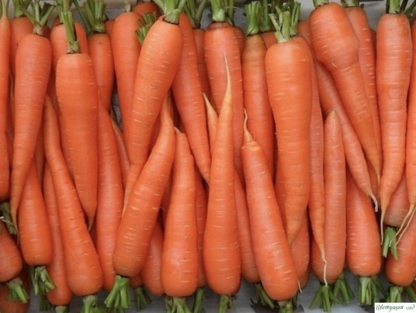 Делаем морковь и свеклу сладкими