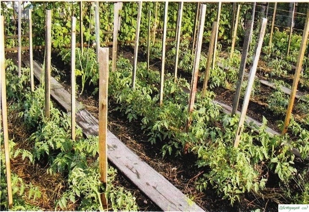 Опыт выращивания томатов одной огородницы