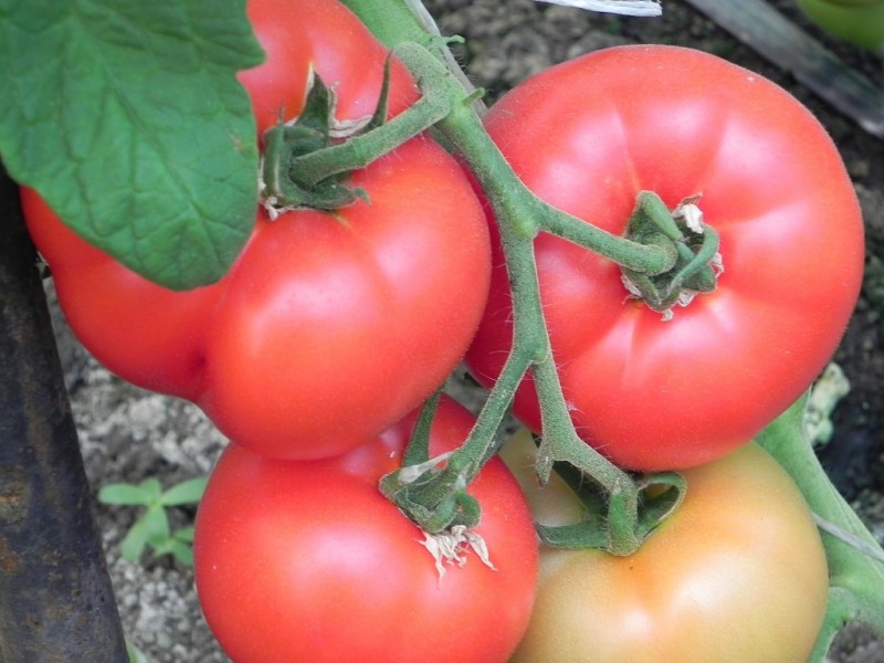 Как выращивать помидоры в холодное лето