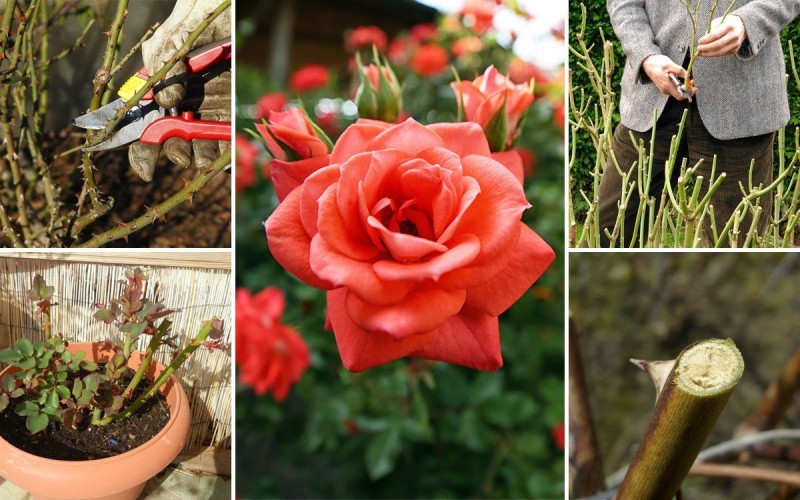 Регулярная обрезка роз – залог их пышного цветения и хорошего роста новых побегов. Однако очень важн 0
