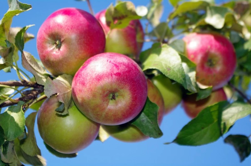 Почему на яблоне и груше скручиваются листья – причины и советы, что делать 