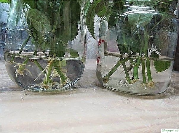 Чтобы быстрее образовывались корни у комнатных растений