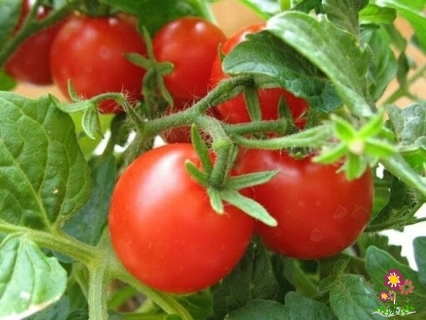 Подкормка помидоров в июле