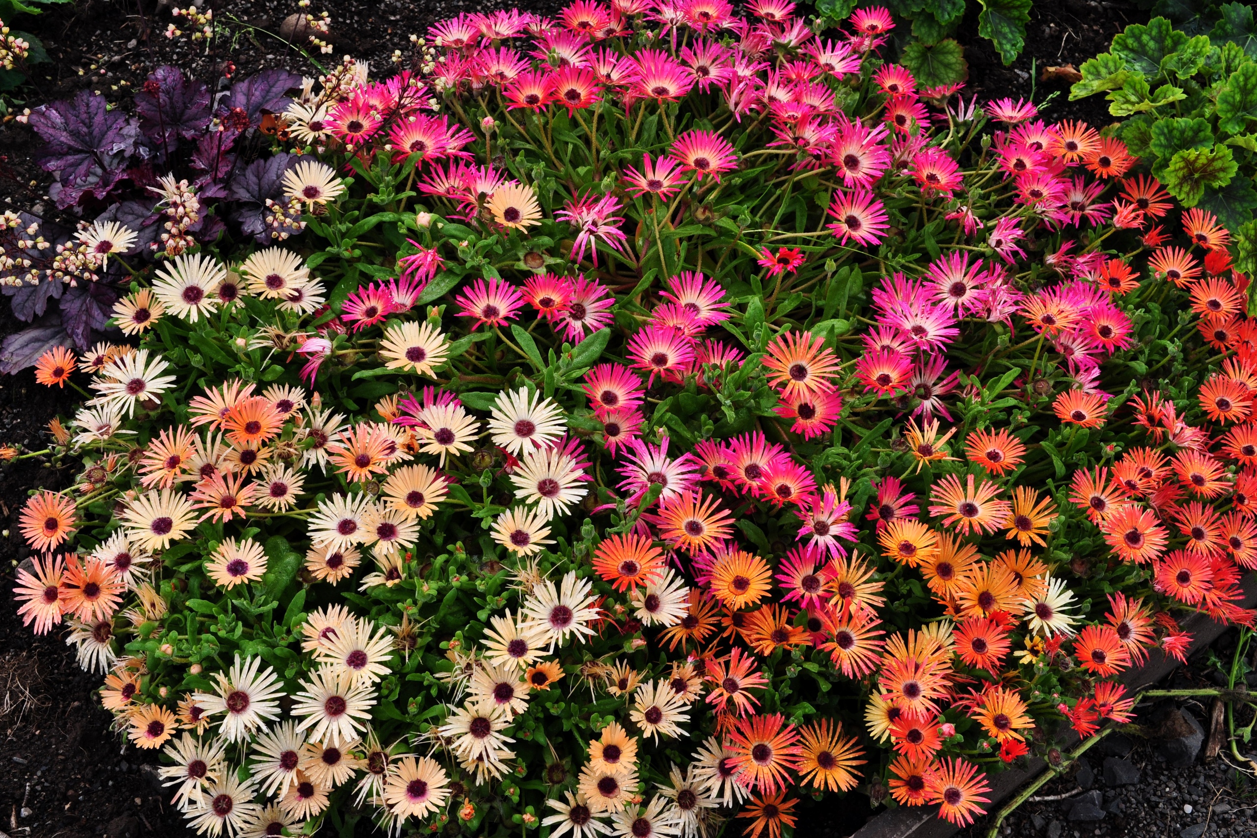 Хрустальная травка цветы фото
