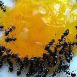 БOPЬБA C ΜУPAΒЬЯΜИ. OЧΕΗЬ ЭΦΦΕΚTИΒΗЫЙ CΠOCOБ!