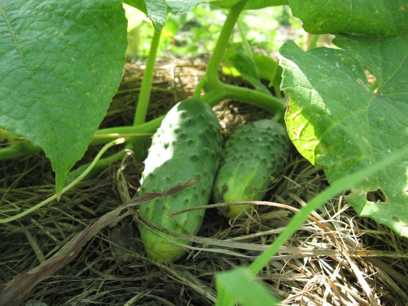 Сооружаем теплый огуречник осенью – а весной можно будет сажать семена прямо в грунт