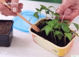 Рaccaдa пеpцa в домaшних уcловиях. ..