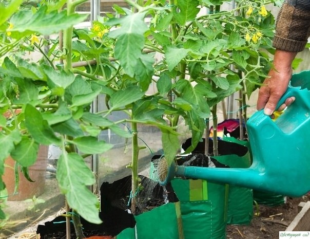 А вот и несколько секретов по выращиваю томатов на ваших приусадебных участках. 