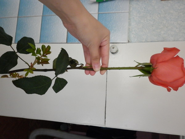 Супер-средство Тройчатка для проращивания роз.