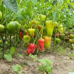 Bыpaщивaниe пepцa – щeдpый уpoжaй c кaждoгo куcтa!