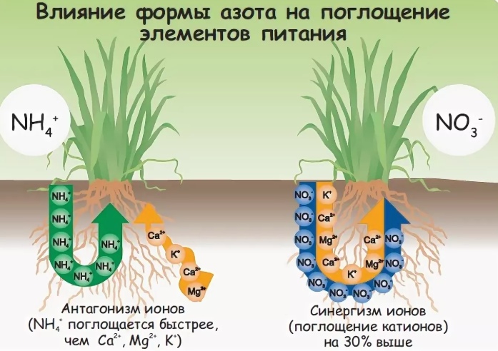 Растения усваивают азот из воздуха. Азот в почве. Влияние удобрений на растения. Питательные элементы для растений. Элементы в почве.