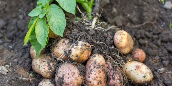 Чем подкормить картофель для богатого урожая?