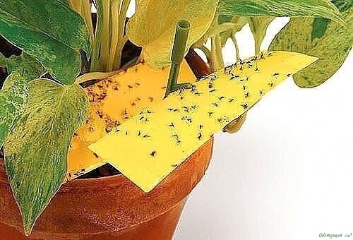Способы избавления от мошек в цветочных горшках