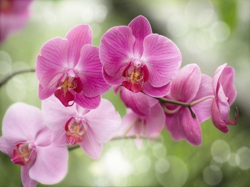 Все, что нужно знать о цветении орхидей