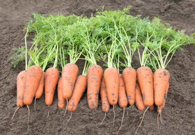 Сорта моркови урожайные, вкусные, устойчивые к болезням и к переменным погодным условиям