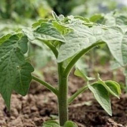 ГРАФИК ПОДКОРМОК ТОМАТНОЙ РАССАДЫ