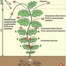 Фopмировкa огурцов пo всем правилам