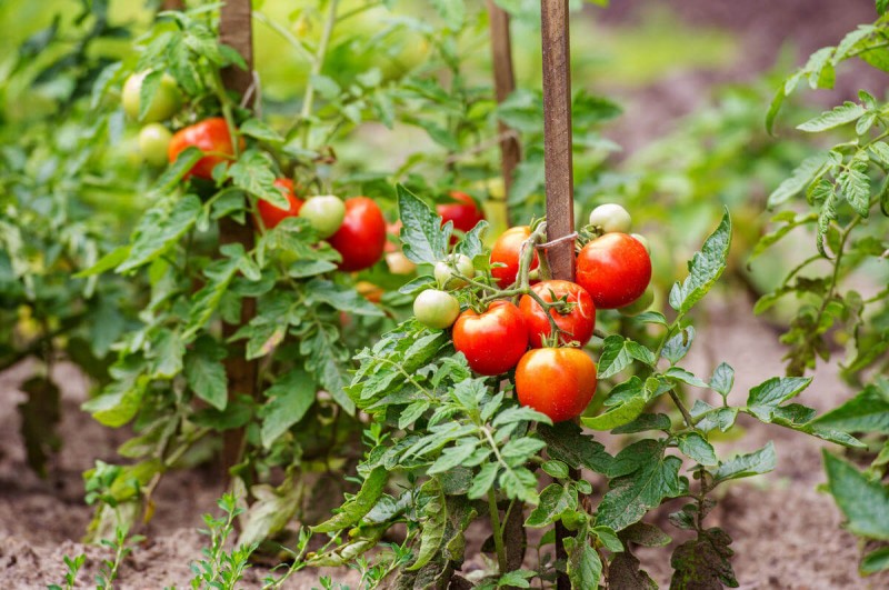 Экономный способ выращивания рассады томатов. Из одного семечка до 10 растений!!!