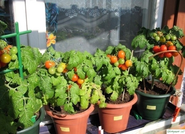 Самые ранние сорта томатов для балконов и домашнего огорода