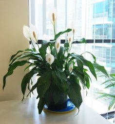 СПАТИФИЛЛУМ - ЖЕНСКОЕ СЧАСТЬЕ