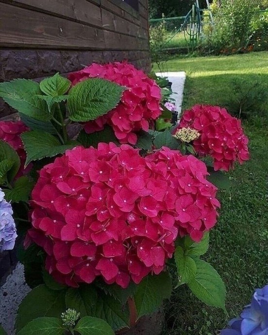 Гортензия –чудесное растение с роскошными цветами. Оно любит «покушать».