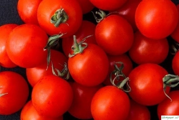 Самые легкие в выращивании сорта помидор