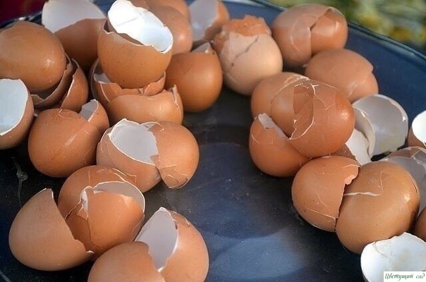 Ülkede yumurta kabuklarını nasıl ve hangi biçimde kullanabilirsiniz?