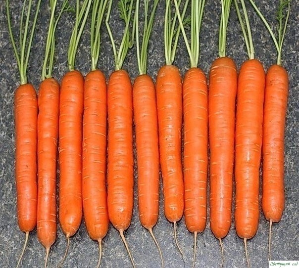 Секрет выращивания моркови!