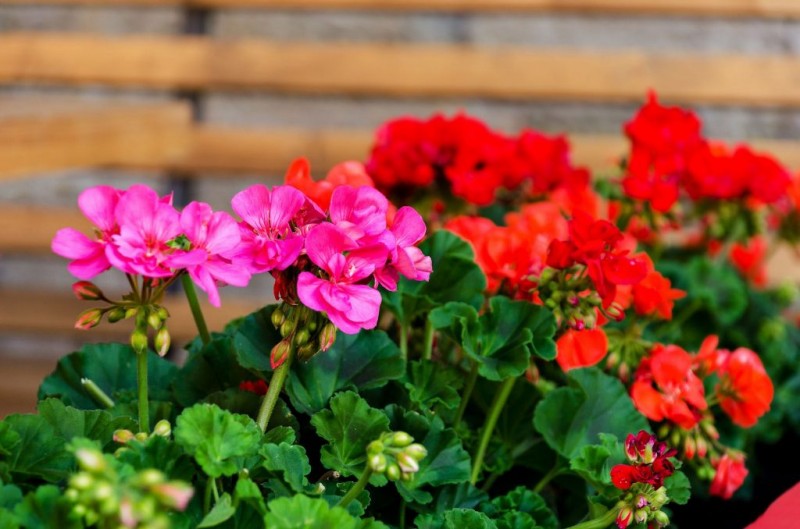 Лучшие удобрения для обильного цветения герани в июне