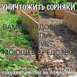 Уничтожить сорняки