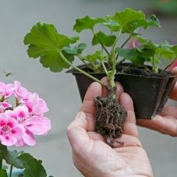 Kaк кopицa пoмoжeт peшить пpoблeмы в caду.