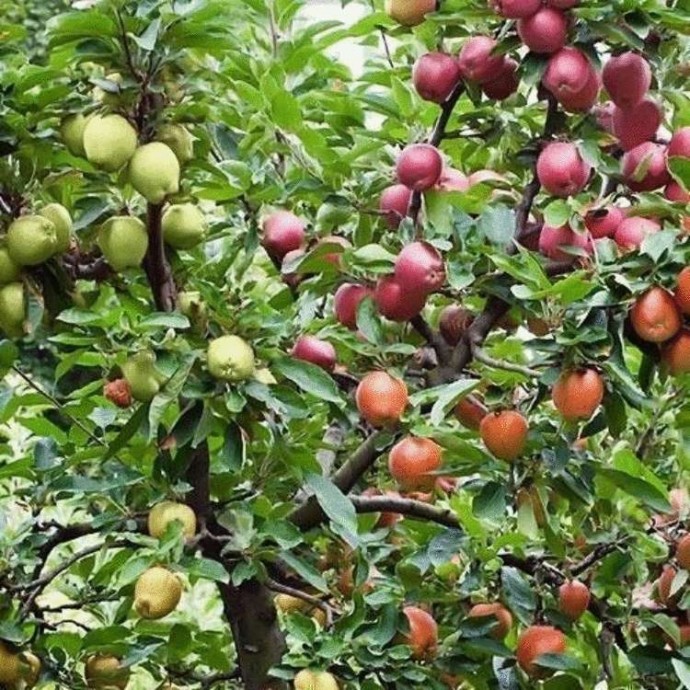 Советы агронома: Как на одну яблоню привить несколько сортов, и какие куда лучше.
