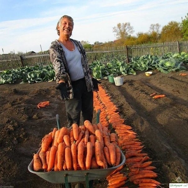 Вот такими секретами по выращиванию моркови я пользуюсь. Берите на заметку. 