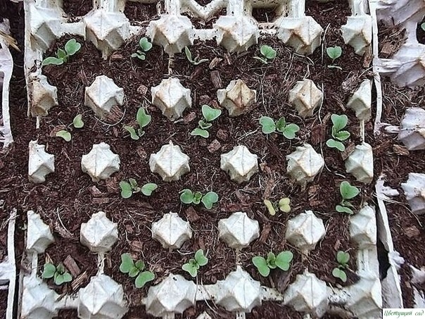 Выращиваем редис в яичных лотках