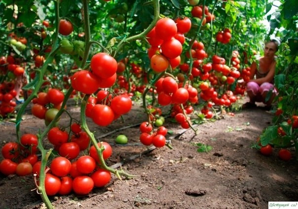Как правильно пасынковать и прищипывать помидоры!