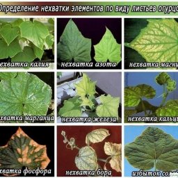 Симптомы нехватки микроэлементов у огурцов