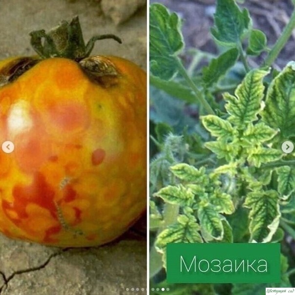 Основные болезни томатов